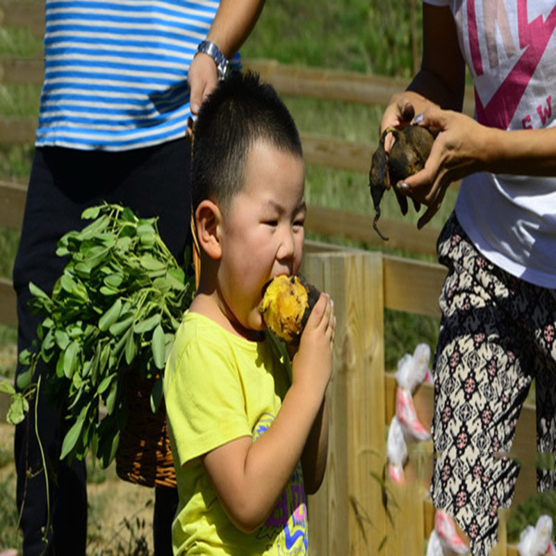 湖南新鲜地瓜红薯红心黄心香甜大苹果红薯生吃水果农产品食用番薯,淘宝优惠券,粉丝福利购,淘宝优惠卷