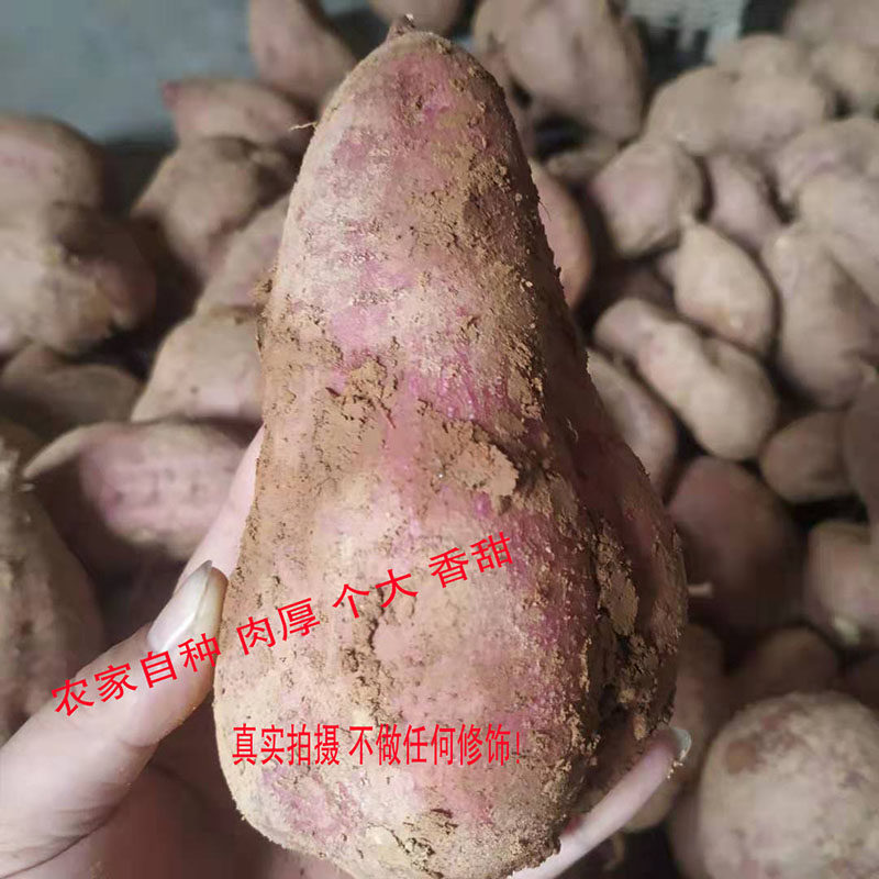 湖南新鲜地瓜红薯红心黄心香甜大苹果红薯生吃水果农产品食用番薯,淘宝优惠券,粉丝福利购,淘宝优惠卷