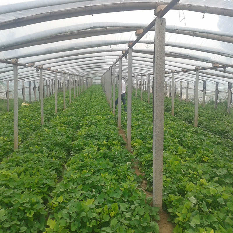 湖南新鲜地瓜红薯红心黄心香甜大苹果红薯生吃水果农产品食用番薯,淘宝优惠券,粉丝福利购,淘宝优惠卷