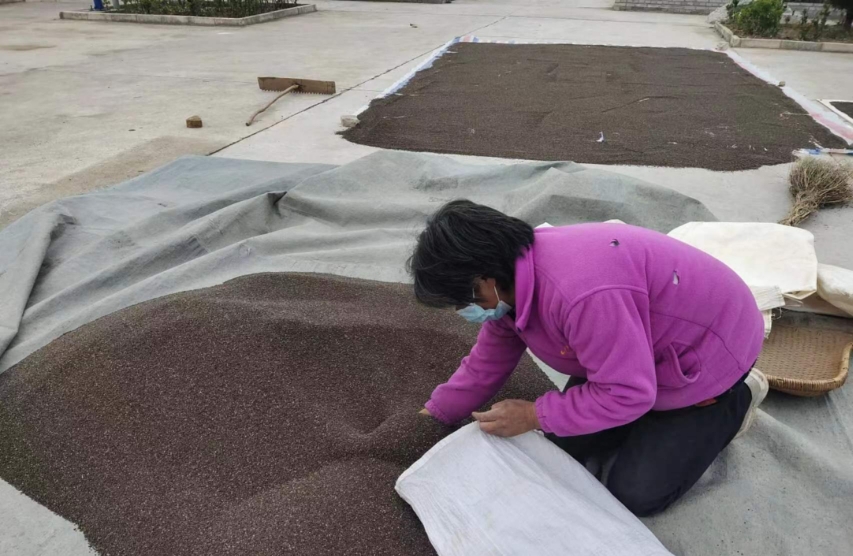 甘肃天水农家山地紫苏籽（荏子)食用可种植每袋500克装包邮 - 图3