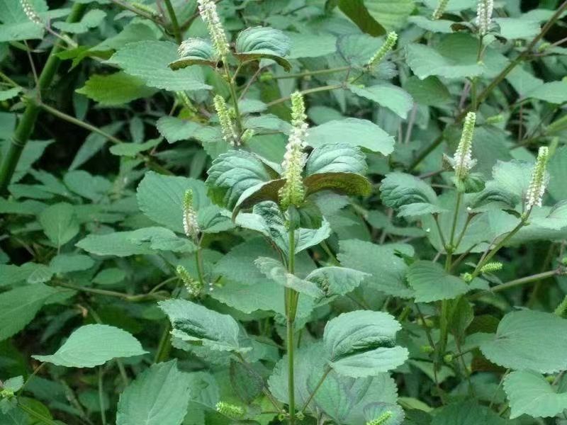 甘肃天水农家山地紫苏籽（荏子)食用可种植每袋500克装包邮 - 图2