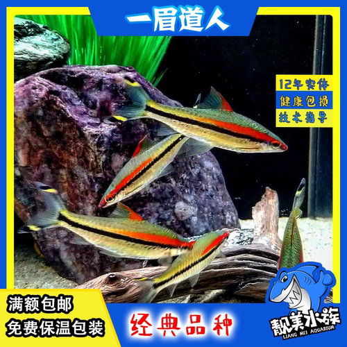 一眉道人草缸群游鱼缸中型观赏鱼热带鱼南美造景鼠鱼刚果美人包邮 - 图1