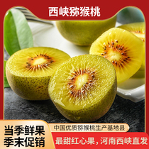 Henan West Gorge White Temple Village Red Hearts Kiwi Fruit Gift Boxes When Season Red Yang Orchard Pregnant Women Fruits Big Chic Exotic Fruits