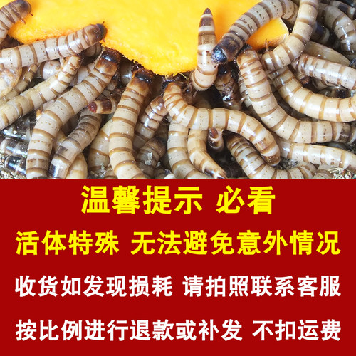 大麦虫活虫面包虫大号黄粉虫金龙鱼乌龟饲料八哥画眉鸟食活体虫子 - 图0