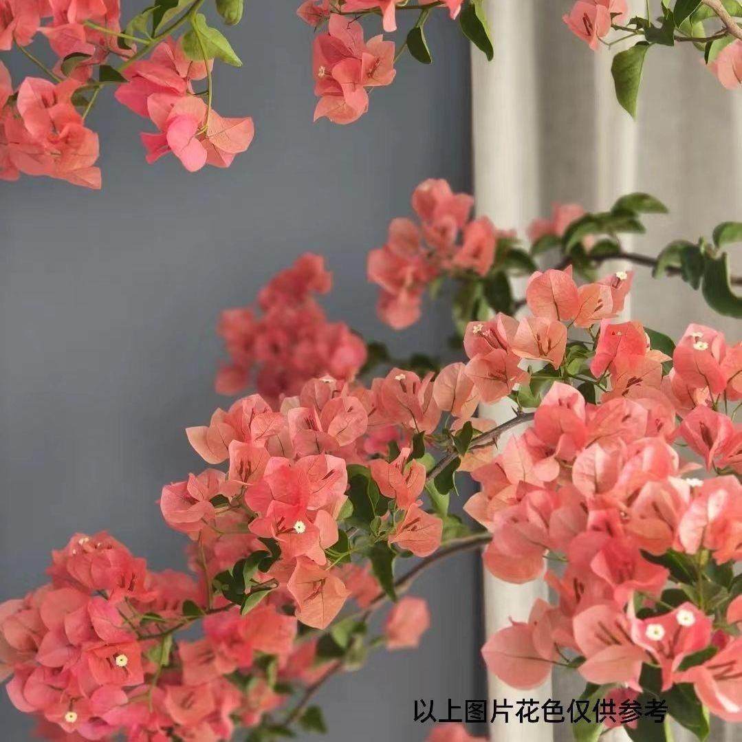 12【不甜西瓜】三角梅盆栽室内阳台庭院好养花卉四季开花爬藤好养,淘宝优惠券,粉丝福利购,淘宝优惠卷