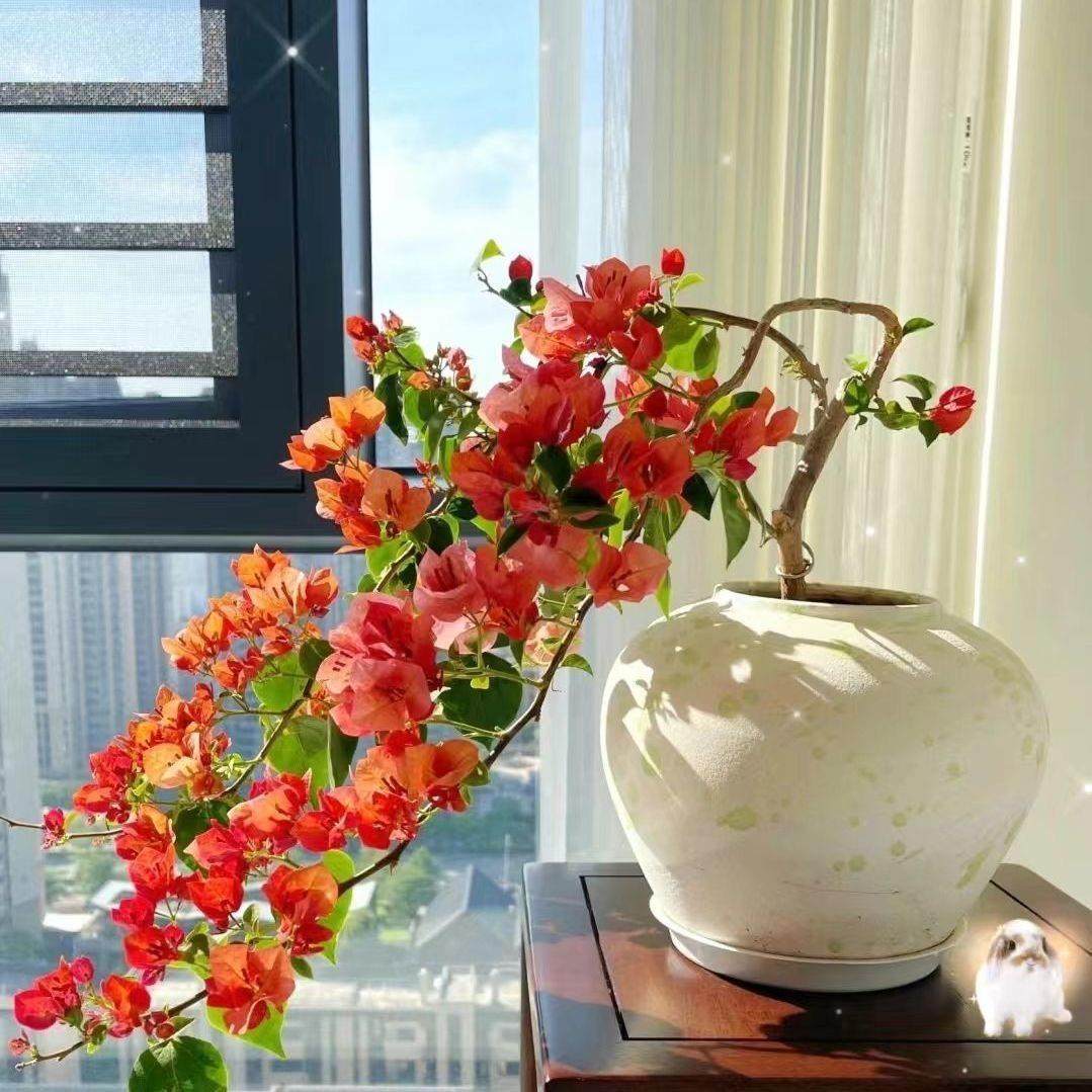 12【不甜西瓜】三角梅盆栽室内阳台庭院好养花卉四季开花爬藤好养,淘宝优惠券,粉丝福利购,淘宝优惠卷