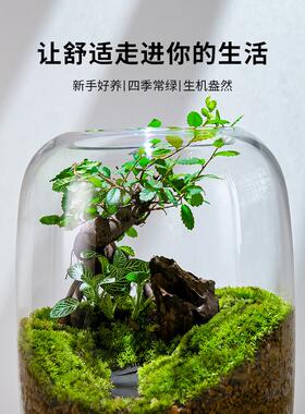 【生命之树】苔藓微景观创意桌面生态缸办公室生日乔迁祝福客厅