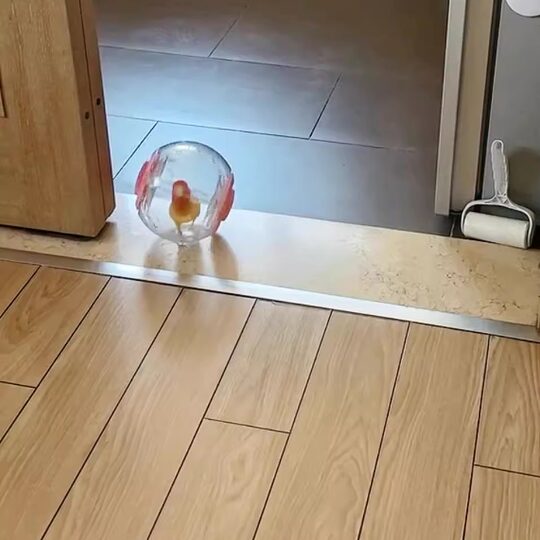 Parrot toy creative bird anti-depression running ball chick