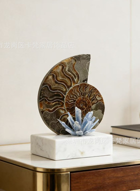 现代简约创意天然化石海螺摆件客厅酒柜书柜电视柜软装工艺品摆设