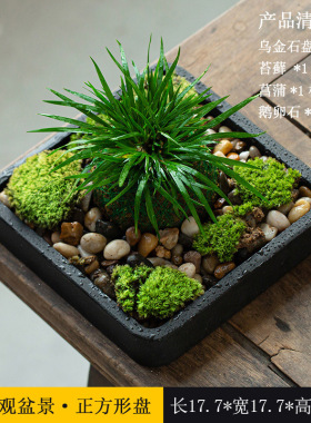 茶盘盆景乌金石桌面禅意小摆件田园空间装饰品中国风Y茶道绿植微