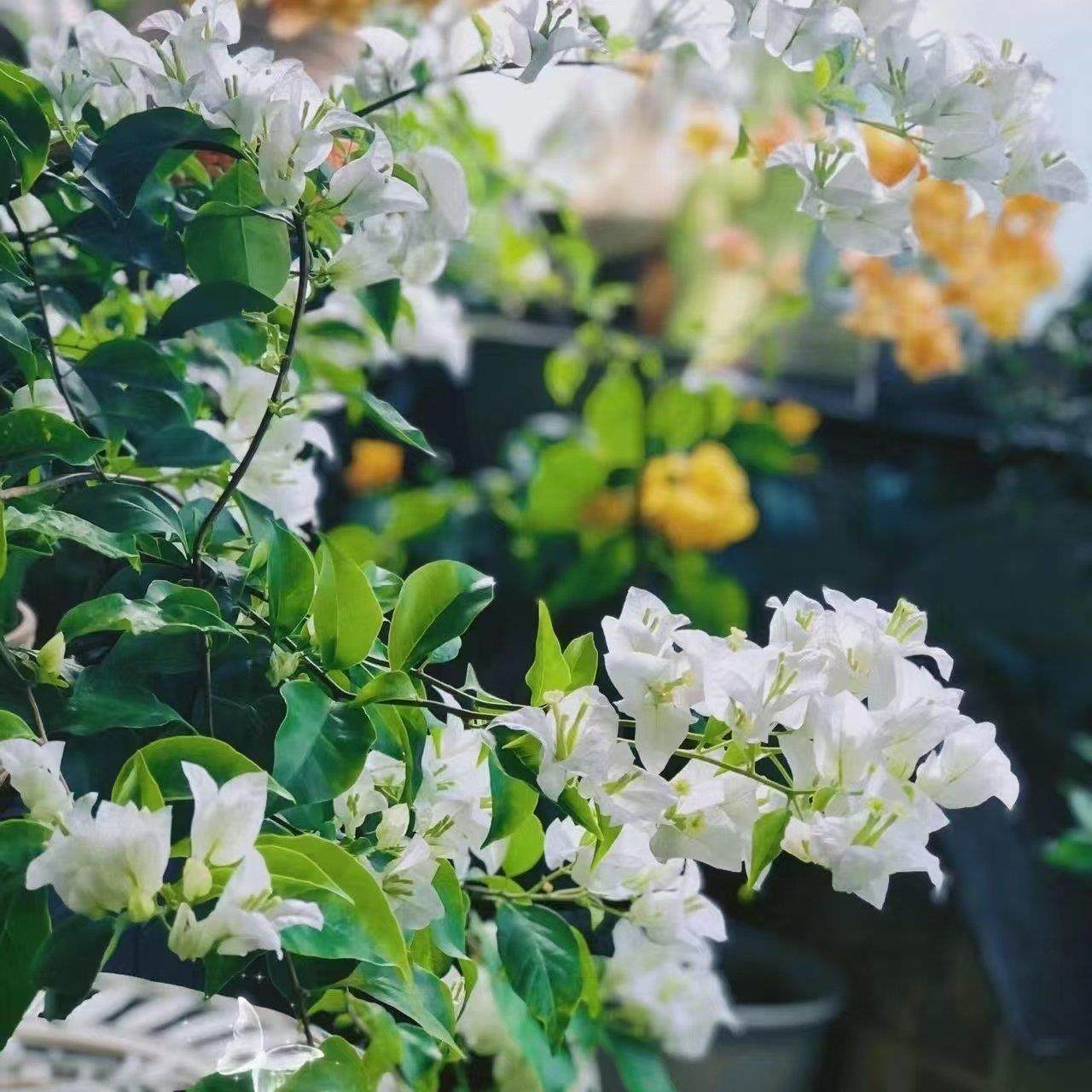 13【一物一拍】三角梅盆栽室内阳台庭院好养花卉四季开 花爬藤好,淘宝优惠券,粉丝福利购,淘宝优惠卷