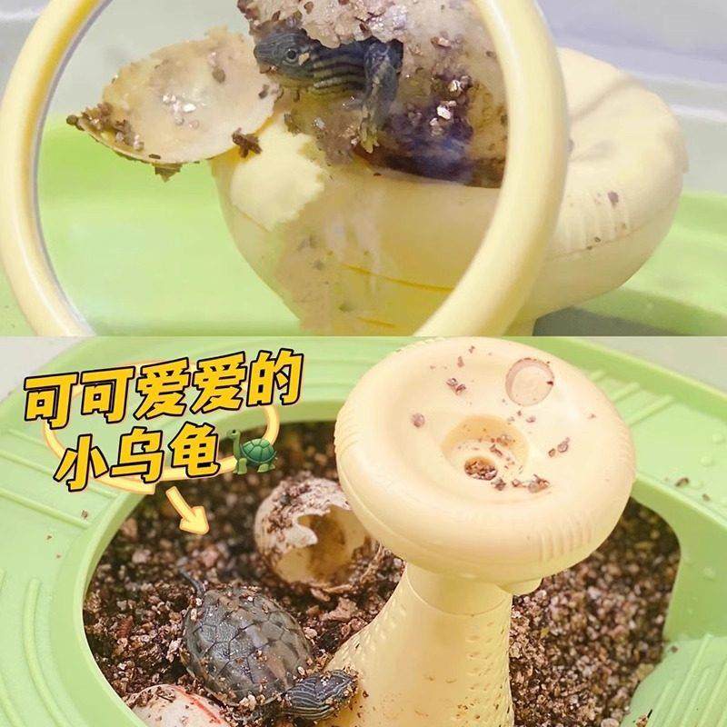 乌龟蛋可孵化成长仓活物爬台晒台专用乌龟缸宠物饲养箱小龟别墅盒,淘宝优惠券,粉丝福利购,淘宝优惠卷