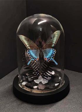 绿带翠凤蝶森林绿皇后真蝴蝶标本艺术玻璃罩摆件手工生日收藏礼物