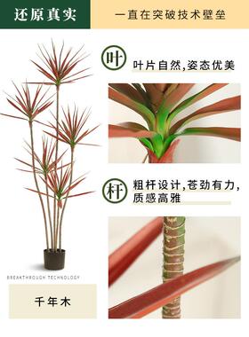 千年木模拟绿色植物客厅无障碍豪华装饰盆栽植物彷生龙血树室内地