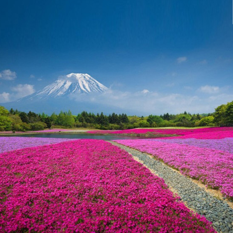 进口芝种子丛生福禄考花种子五色梅庭院易活花籽耐寒花种籽子-图1