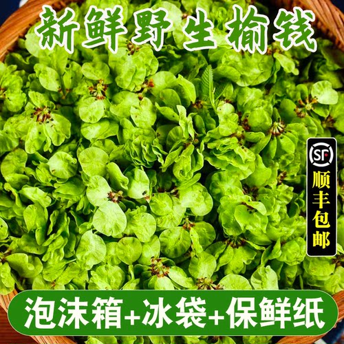 2026新鲜榆钱现摘野生当季野菜榆树钱串子窝窝头食材余钱产地直销 - 图0