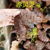 [23 года новых товаров] Дикий лес Чанбай вниз по золоту