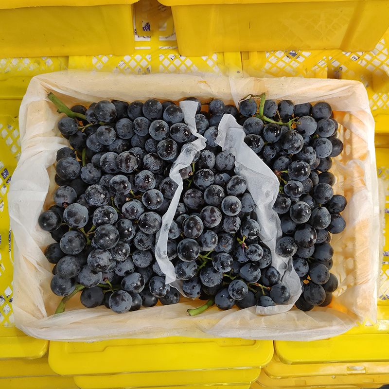 【顺丰】新疆蓝莓葡萄新鲜水果当季现摘吐鲁番无籽葡萄黑提子 - 图2