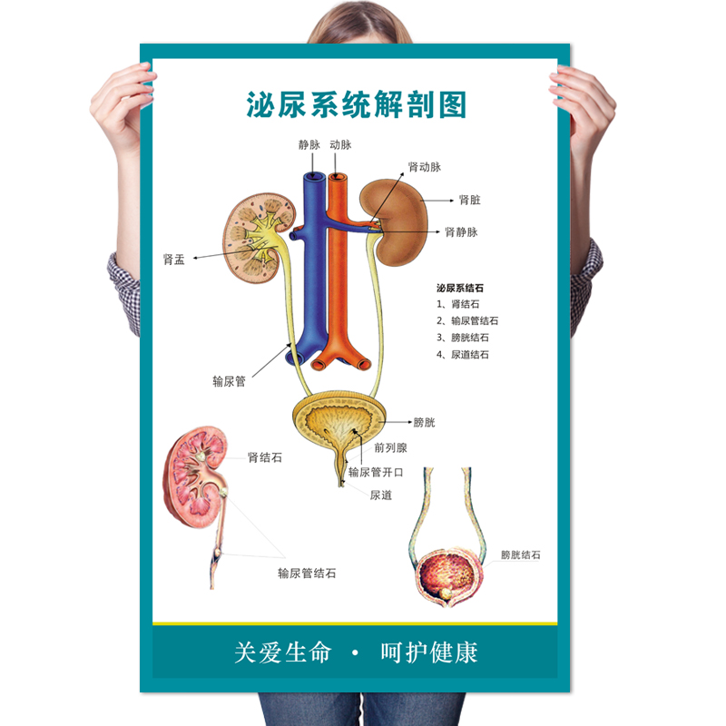 医院人体泌尿系统结构示意图海报男女生殖结石挂图泌尿系统解剖图 - 图3