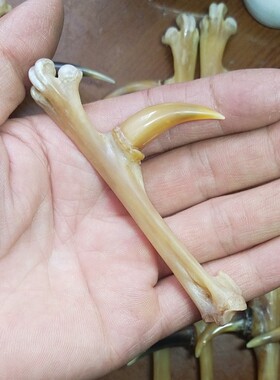 鸡爪骨把件鸡蹬子老公鸡爪子鸡蹬子骨玩