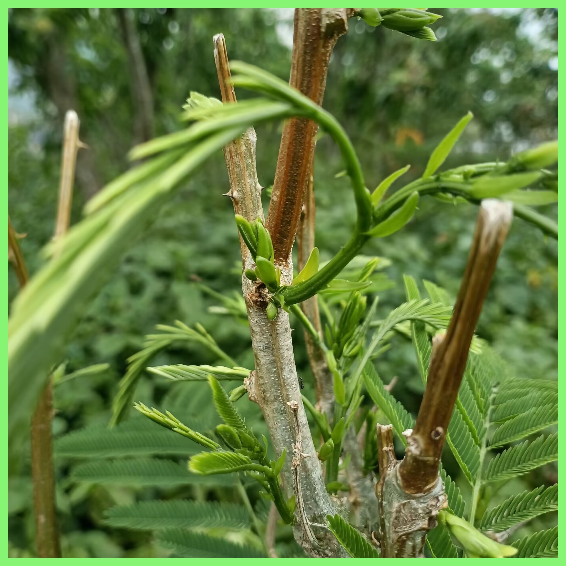 云南臭菜傣味野菜帕哈新鲜菜羽叶合金欢嫩菜尖叶子菜怕哈重口味菜 - 图3