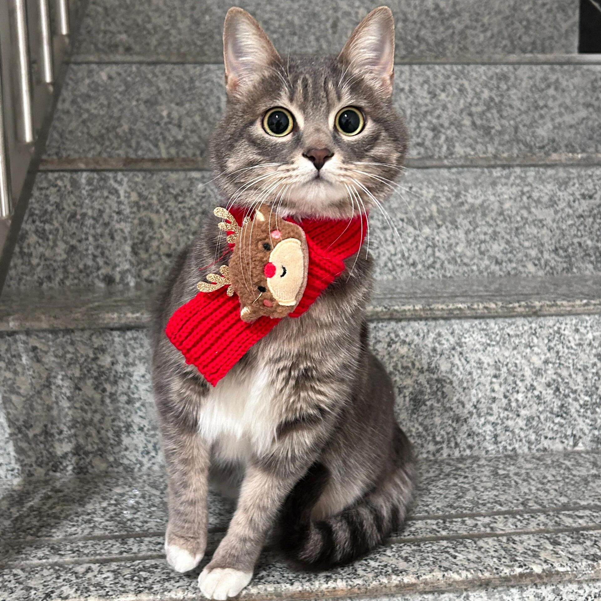 猫咪过年围脖新年宠物布偶猫咪冬季围兜小狗围巾装扮口水巾装饰品,淘宝优惠券,粉丝福利购,淘宝优惠卷