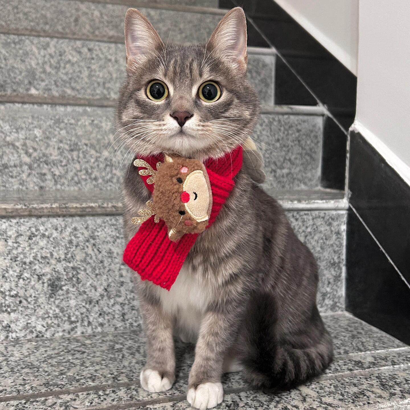 猫咪过年围脖新年宠物布偶猫咪冬季围兜小狗围巾装扮口水巾装饰品,淘宝优惠券,粉丝福利购,淘宝优惠卷