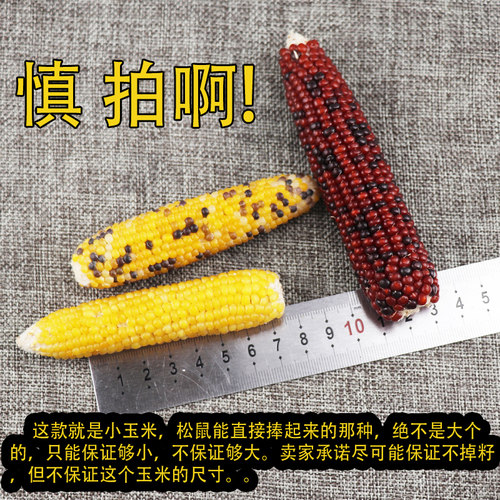 松鼠大眼飞鼠鹦鹉仓鼠兔子荷兰猪用品磨牙零食粮食饲料迷你小玉米 - 图1