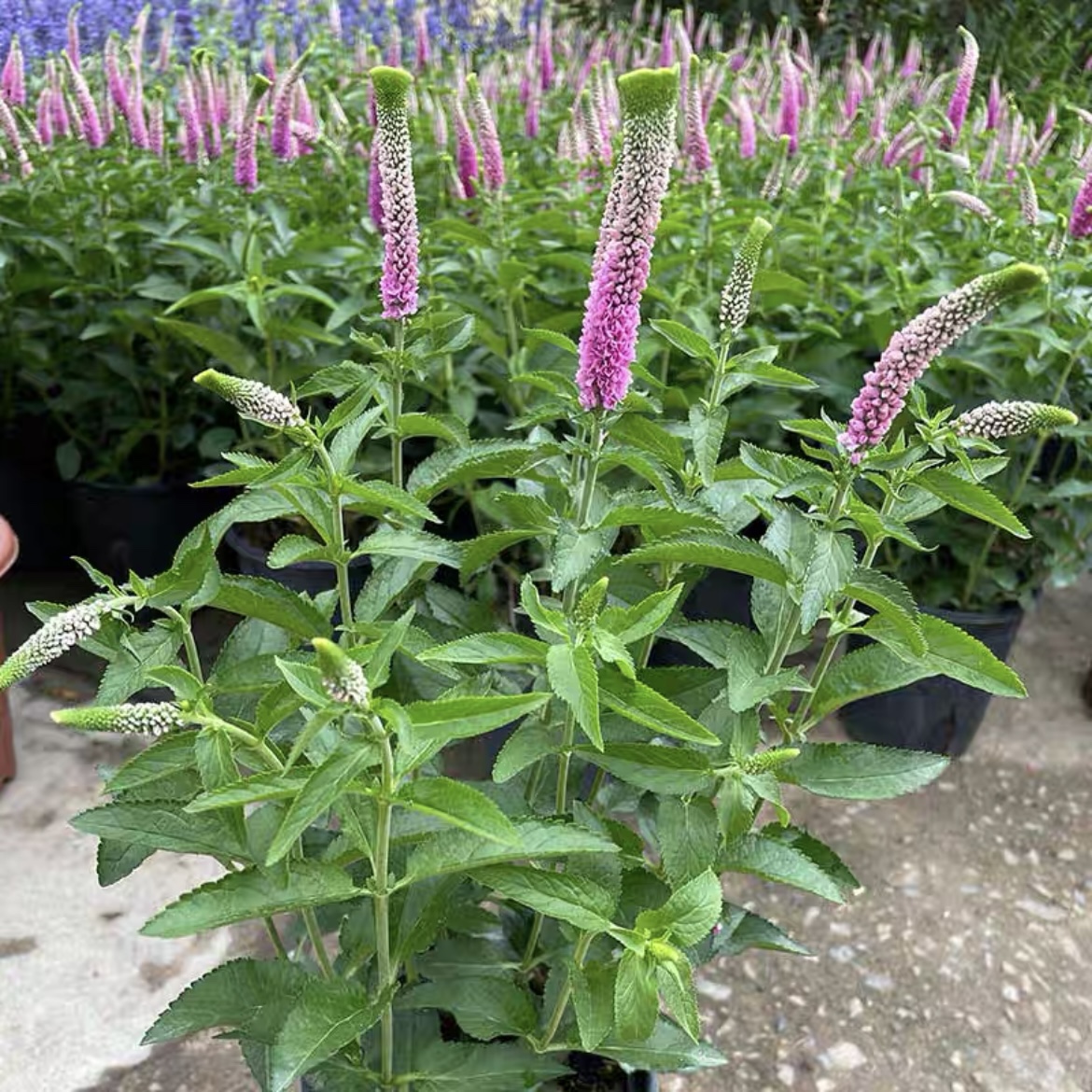 穗花婆婆纳盆栽花境植物花园阳台庭院花卉多年生花期长喜阳好养活 - 图1