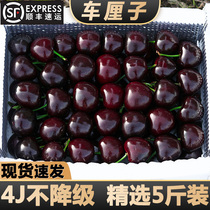 Spot Chilean import carts 5 catties fresh fruit whole box Shunfeng 4J great cherry when season 3J pregnant woman