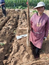 Henan Jiao Zuowen Countys traditional planting of iron sticks Chinese yam special to produce fresh clay and native Chinese yam