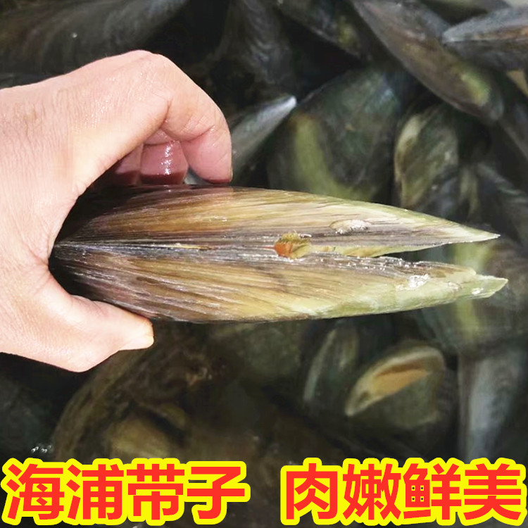 新鲜绿贝海鲜鲜活大带子海浦海带子大绿贝绿甲贝烧烤鲜活水产贝类 - 图1