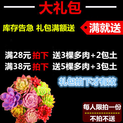 多肉花卉绿植防辐射含盆 虹之玉 多肉植物组合盆栽室内 萌肉肉 多肉花卉绿植防辐射含盆 虹之玉 多肉植物组合盆栽室内 萌肉肉