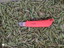 Fast-frozen and raw grasshoppers in Kunming Yunnan province grasshopper freshly-frozen and grasshopper 3 kg