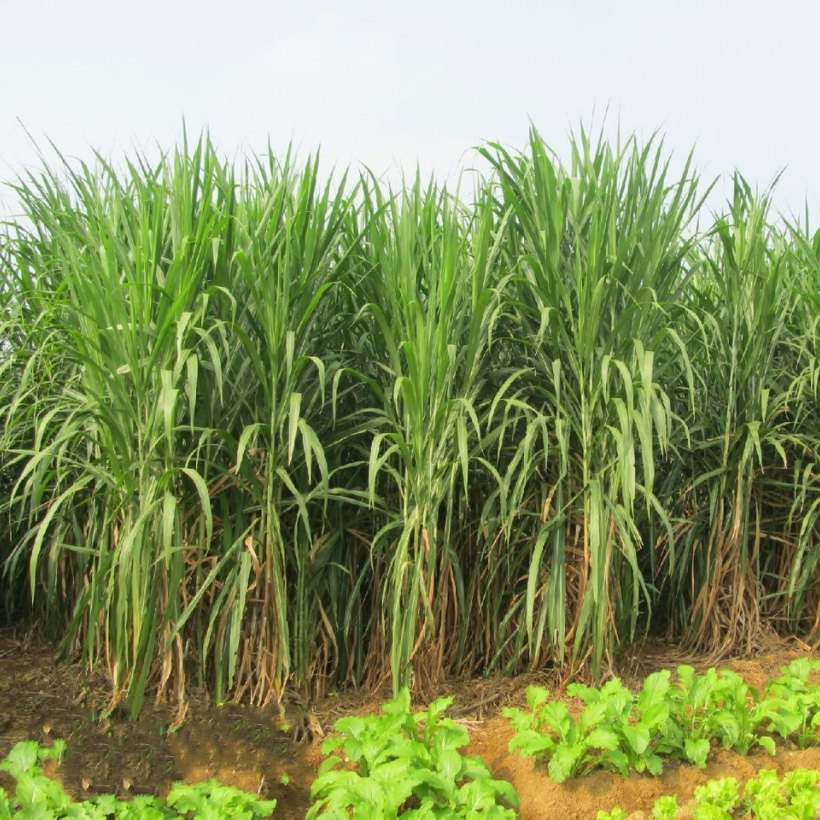 新型皇竹草种子巨菌草种子多年生牧草种子鸡鸭鹅猪牛羊鱼王草种籽,淘宝优惠券,粉丝福利购,淘宝优惠卷