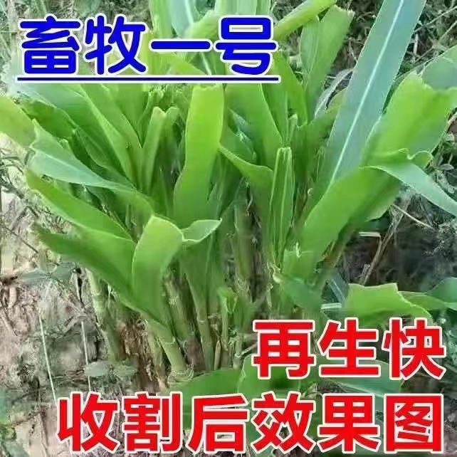 甜象草3号种子无毛大叶牧草种子四季常青冻不死畜牧猪牛羊鱼草籽 - 图2