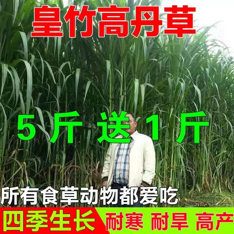 新型皇竹草种子巨菌草种子多年生牧草种子鸡鸭鹅猪牛羊鱼王草种籽,淘宝优惠券,粉丝福利购,淘宝优惠卷