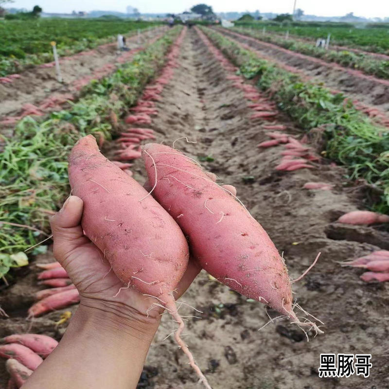 福建六鳌红蜜薯苗红心西瓜红地瓜叶红薯苗非烟薯吃叶子番薯藤秧苗 - 图1