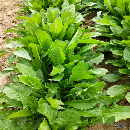 新鲜菊苣草半斤 现割发货牧草荷兰猪龙猫豚鼠鹅兔子土拨鼠非干草 - 图3
