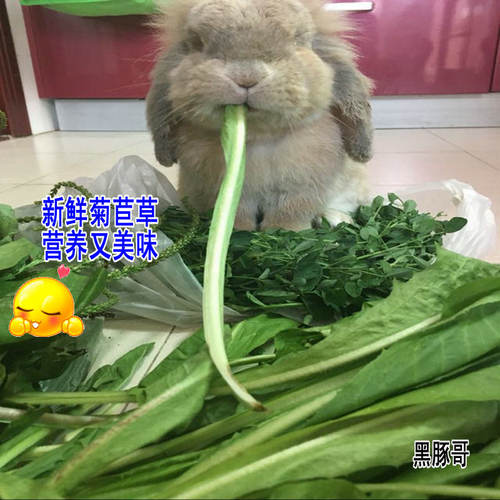 新鲜菊苣草半斤 现割发货牧草荷兰猪龙猫豚鼠鹅兔子土拨鼠非干草 - 图1