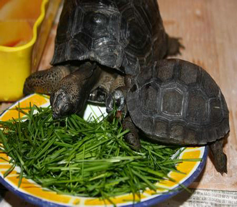 新鲜黑麦草鲜草半斤 代替提草苜蓿干草 荷兰猪豚鼠猫兔子粮食牧草 - 图2