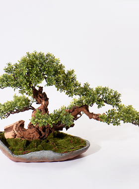 新中式风盆景软装样板房间罗汉松