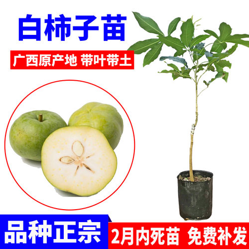 新品种冰淇淋果苗白柿苗 巧克力果苗 树苗南北方地栽果树苗 - 图0