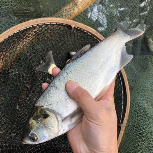 白鲢鱼苗淡水养殖食用活鱼白条大头胖头鲢鳙小鱼苗花鲢观赏冷水鱼-图0