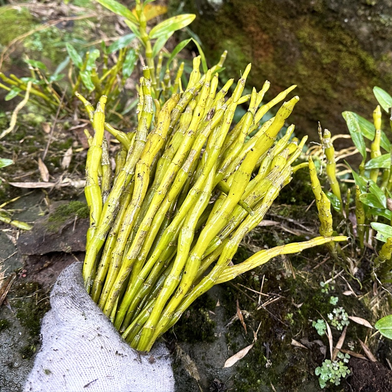 贵州赤水金钗石斛鲜条新鲜现剪四年老条吊兰花杆煲汤非铁皮鲜条