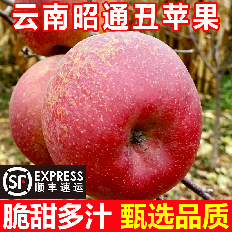 精品礼盒装云南冰糖心大果10斤苹果 翠蕊苹果