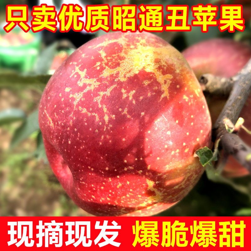  翠蕊苹果