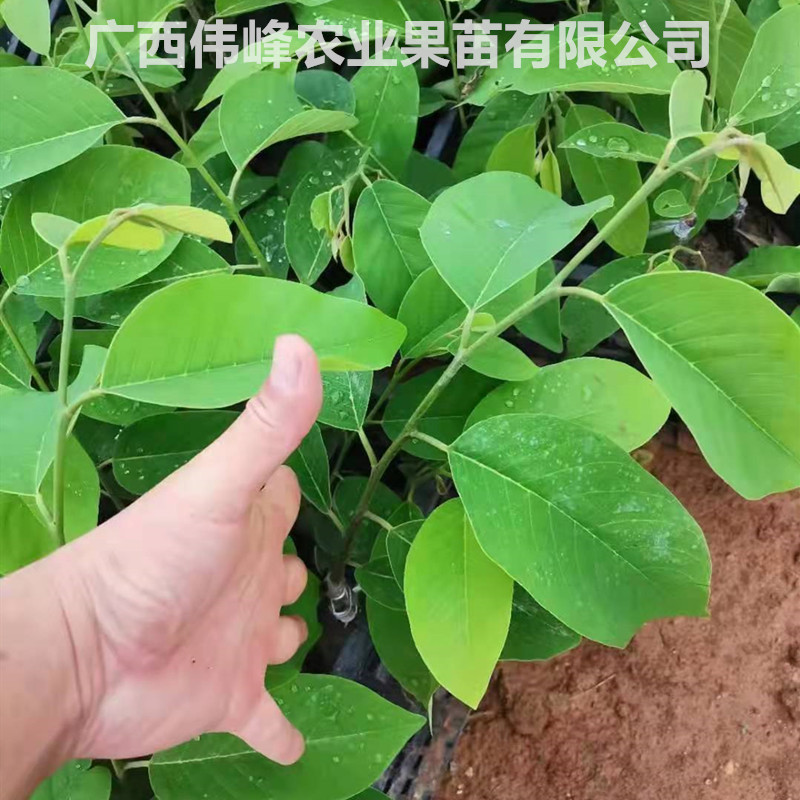 榴莲释迦苗嫁接大个黄龙红皮凤梨释迦番荔枝树苗盆栽地栽当年结果-图2