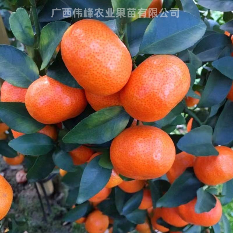 金秋砂糖桔树苗盆栽南北种植世纪红蜜橘无籽东方红蜜桔沙糖桔柑橘-图0