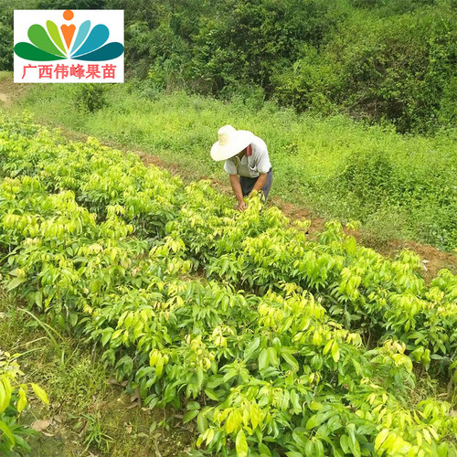 增城荔枝荔枝嫁接苗桂味香荔妃子笑糯米糍无核荔枝果苗树当年结果 - 图1
